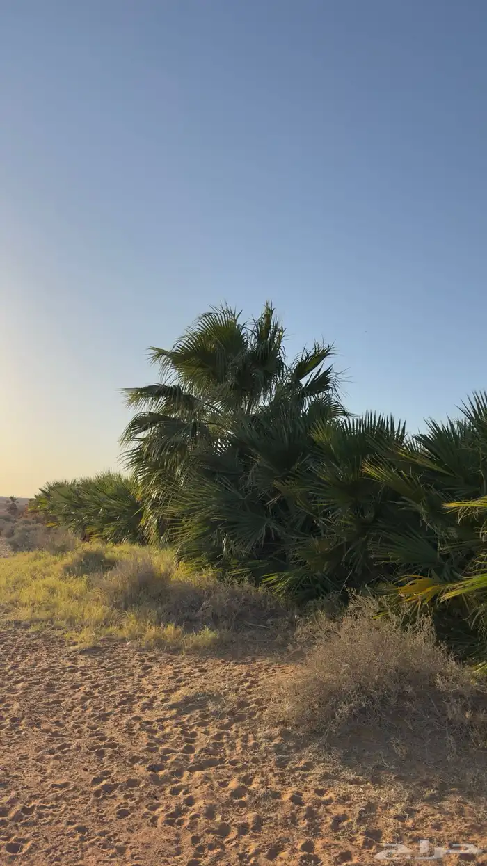 نخل امريكي للزينه صغير وكبير 3