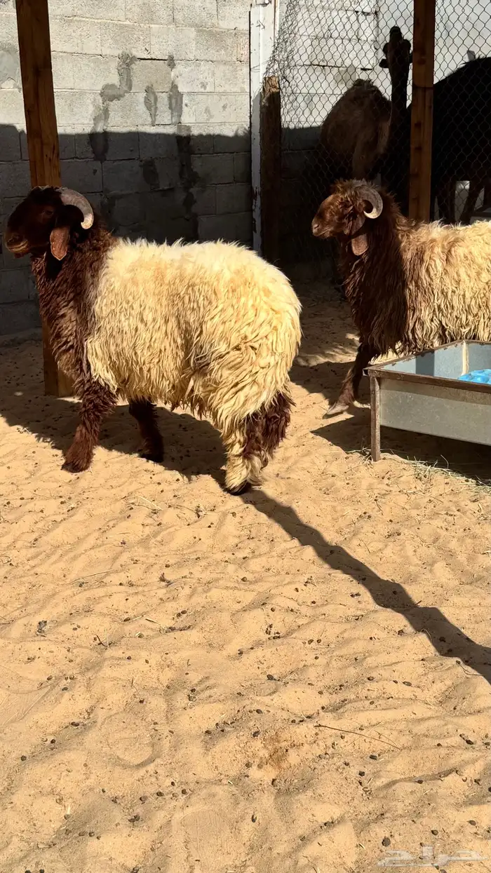 جذعان للبيع 2