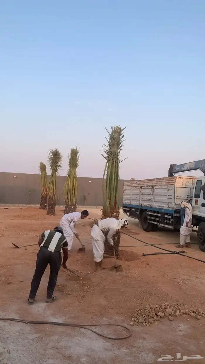 يوجد أطيب أنواع النخل العربي ونعمل في جميع م يختص فالنخيل 2