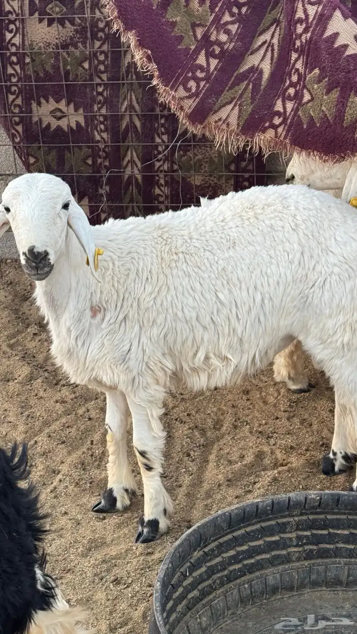 خرفان للبيع 0