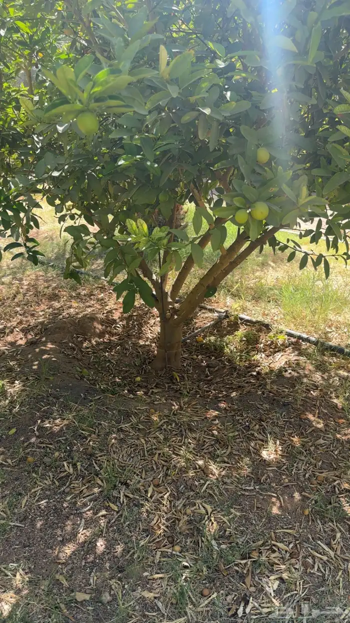 شجر ليمون ابو زهير 2