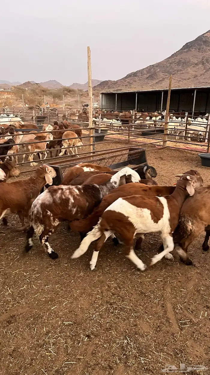 طليان سواكن حمري جادعان مرابى خمس شخور 11