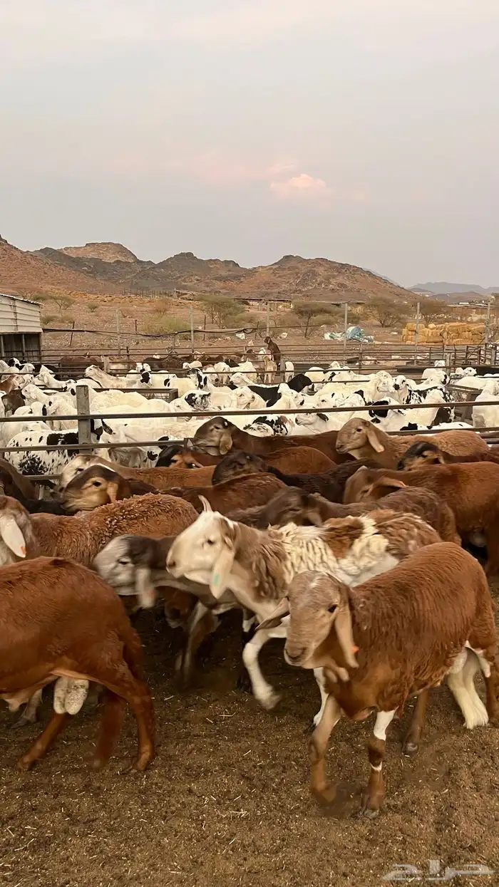 طليان سواكن حمري جادعان مرابى خمس شخور 20