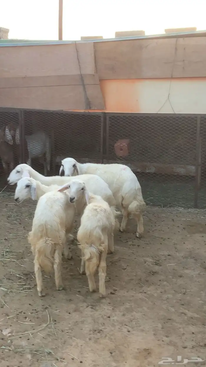 رخال حري للبيع 4 1