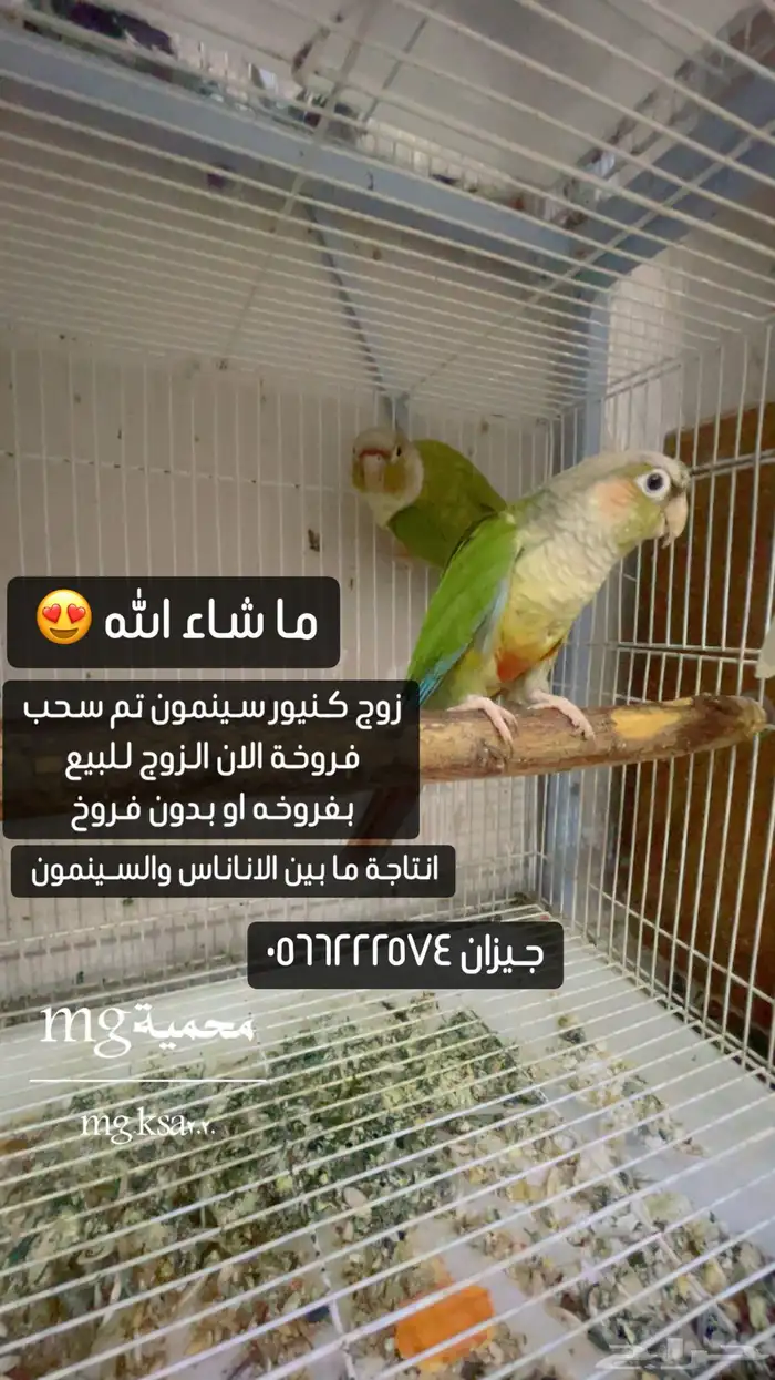 زوج كنيور سينمون شرط زوج ذكر وانثى تم البيع الله يبارك 0