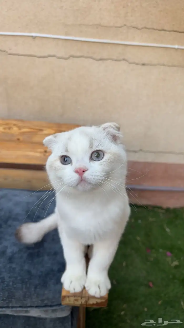 قط سكوتش فولد للبيع 0