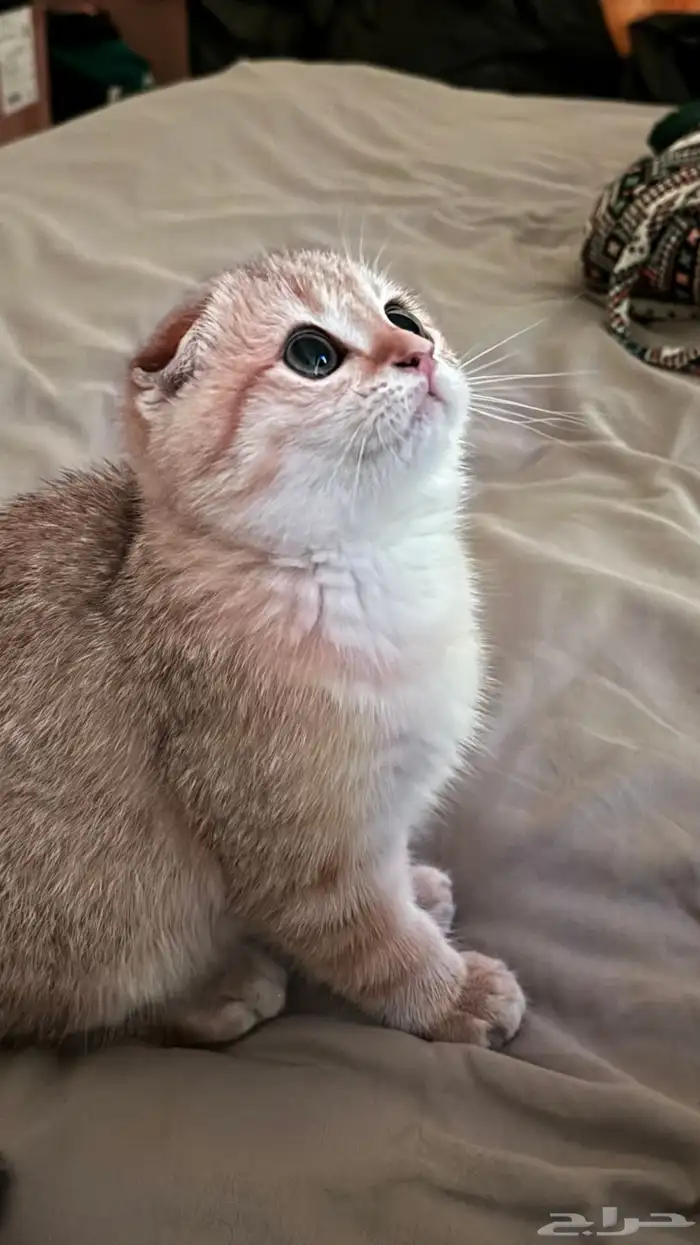 قطط سكوتش فولدNy 0