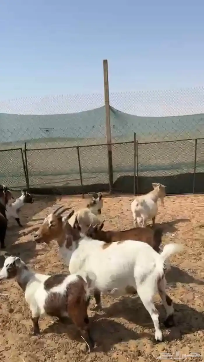ماعز قزم 3