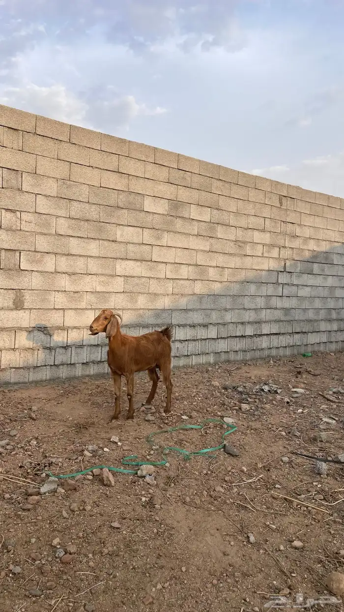 جفره رباعيه 0