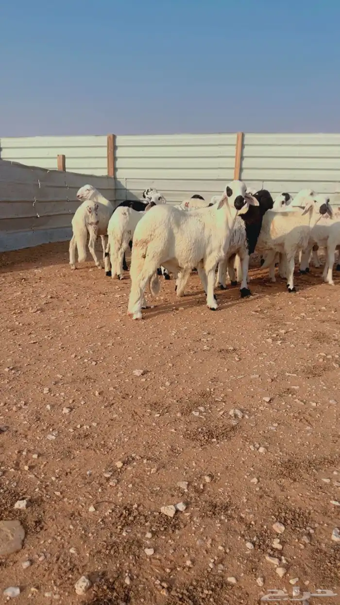 تيوس براير سواكني نعيم رفيدي حري 14