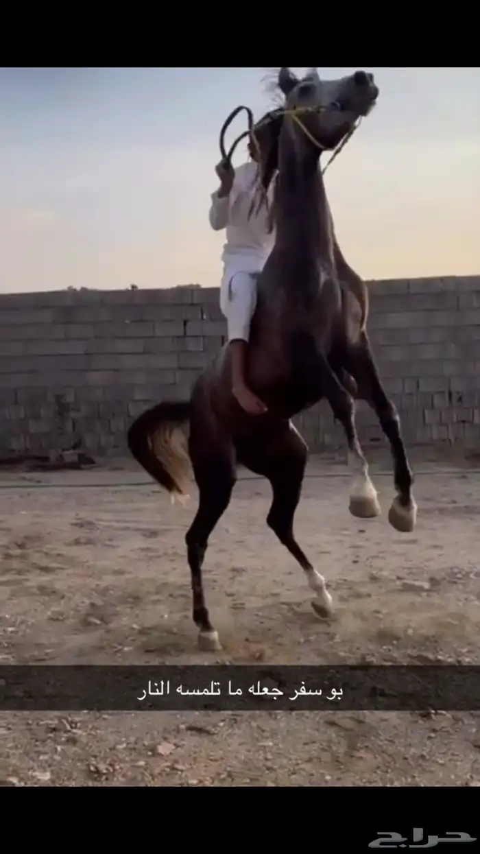 حصان كفو مشروط من كل شي 2