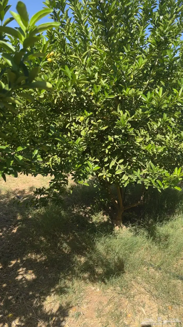 شجر ليمون ابو زهير 1