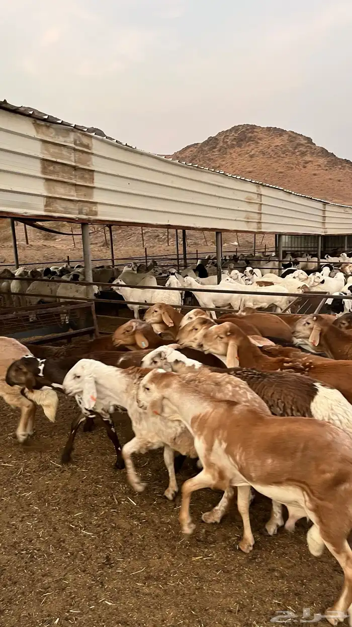 طليان سواكن حمري جادعان مرابى خمس شخور 30