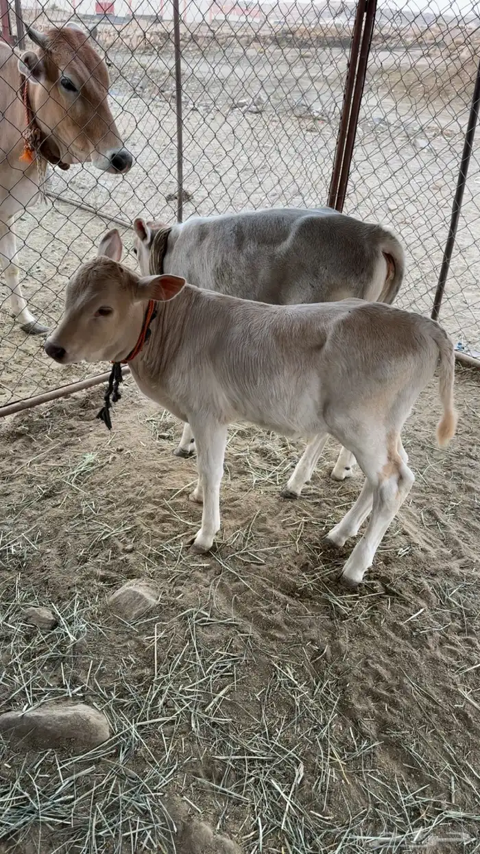 بقرتين جرسي هولندي 9