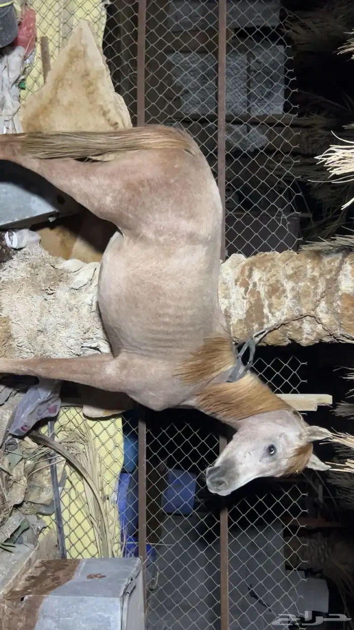 خيل شعبي 0