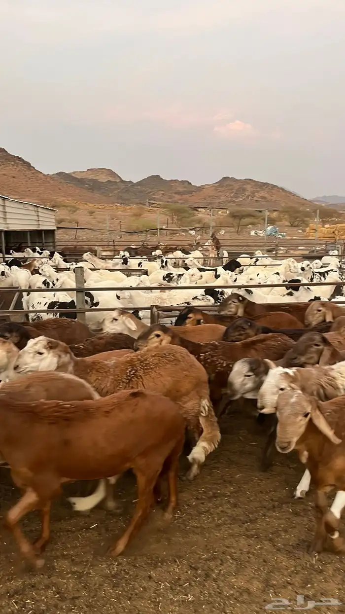 طليان سواكن حمري جادعان مرابى خمس شخور 21