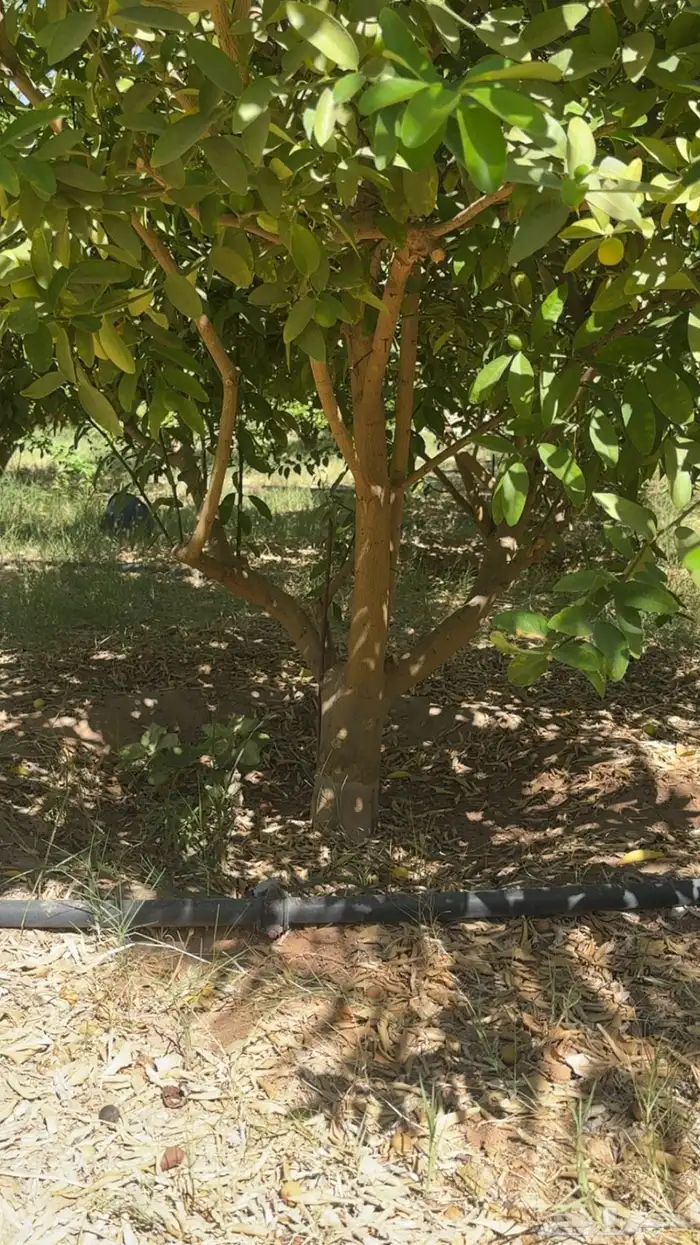 شجر ليمون ابو زهير 3