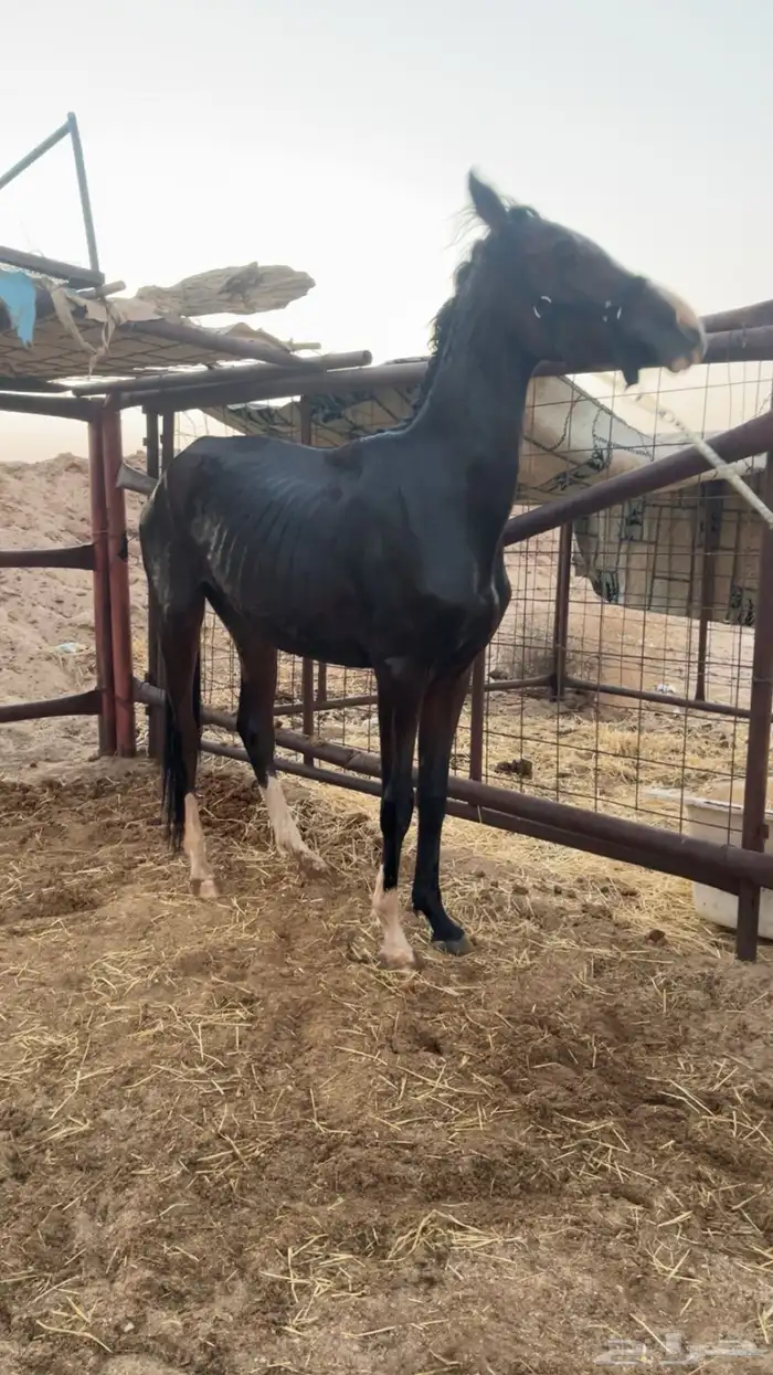 حصان عربي 1