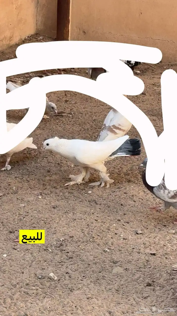 زينه 0