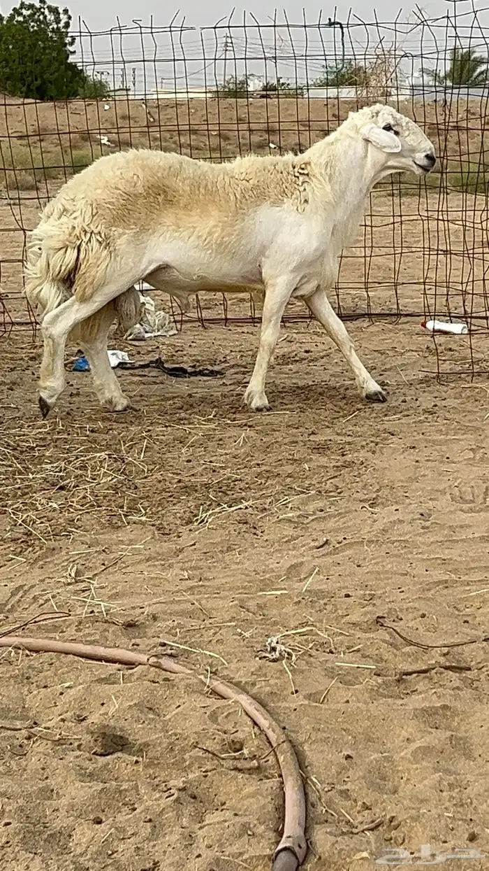 مشروع فحل حري صنف(تم البيع) 0