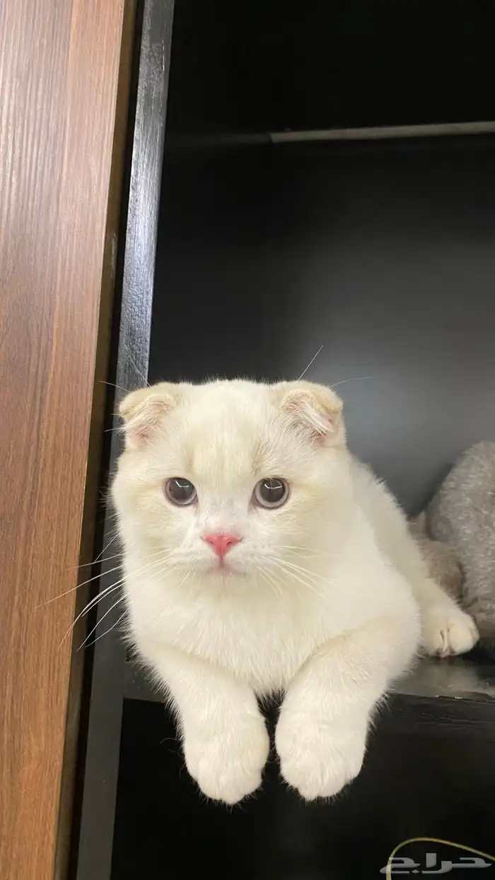 قط سكوتش فولد للبيع 1