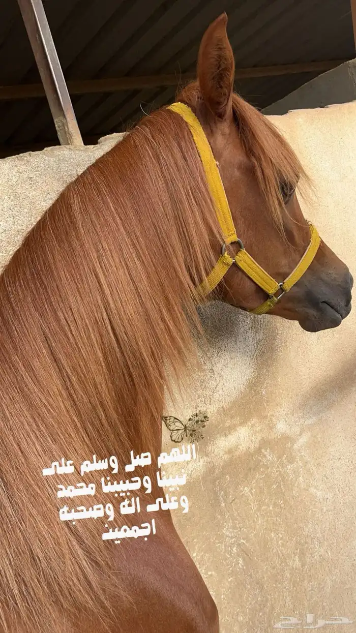مهره ومهر سنة وسبعة شهور 0
