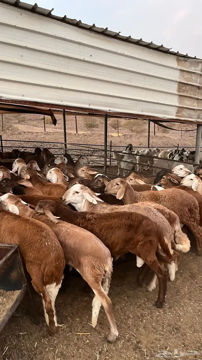 طليان سواكن حمري جادعان مرابى خمس شخور 16