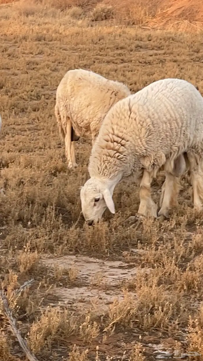 خروف حري العمر 8 شهور تقريبا 1