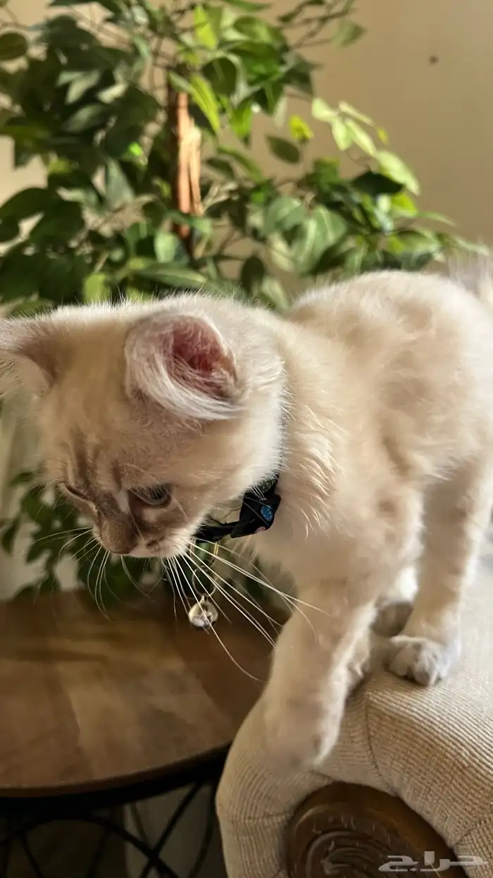 قطه هملايا للبيع 3