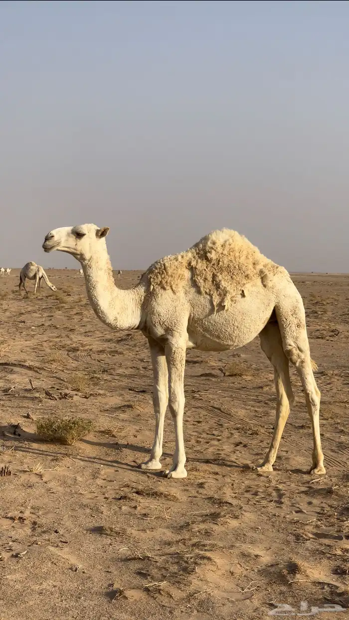 بكره مفروده عليها سوم 5200 2