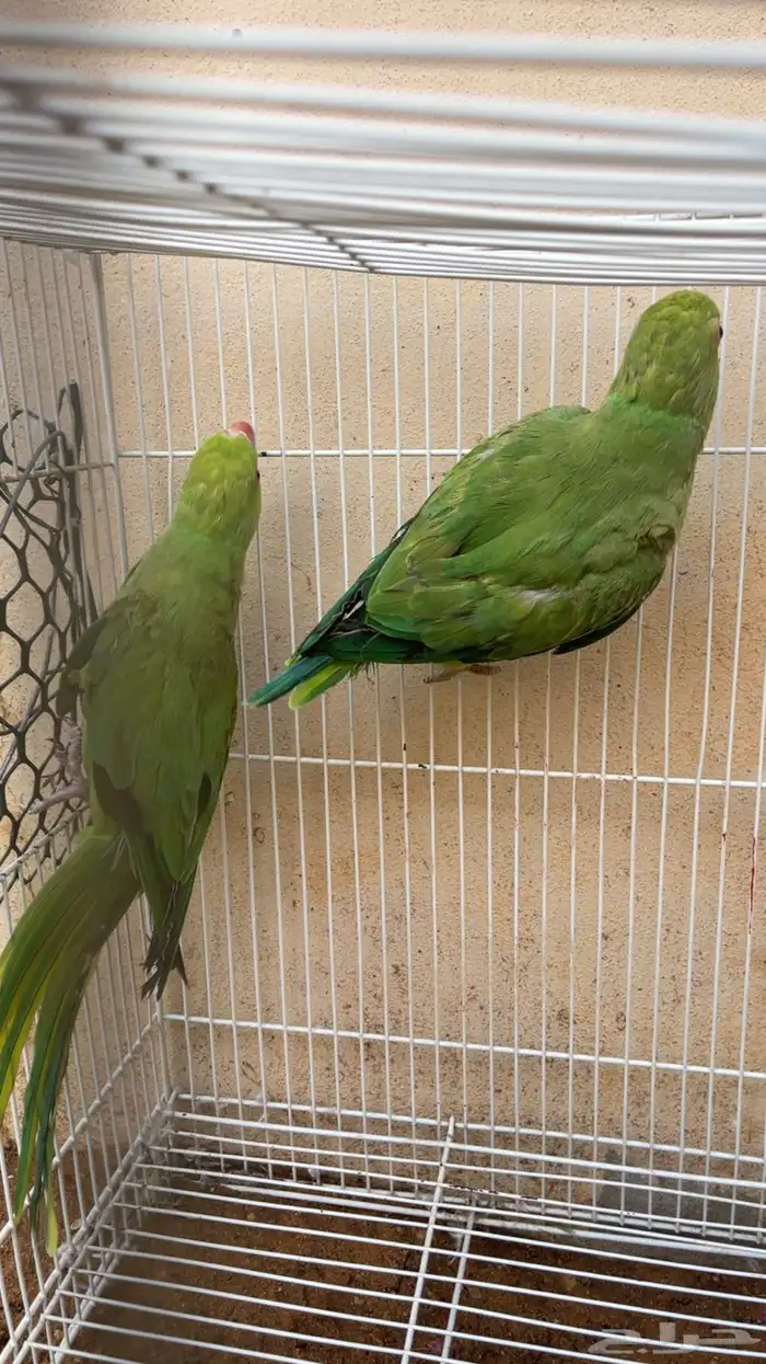 طيور دره 0