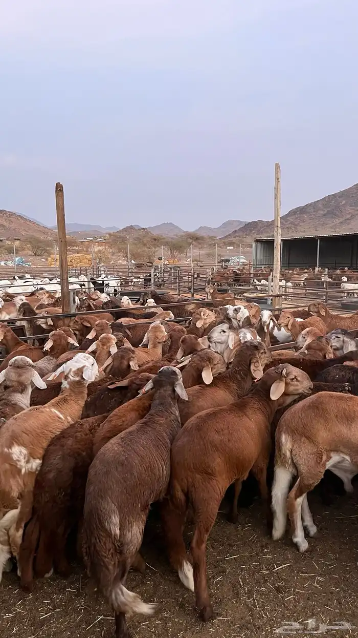 طليان سواكن حمري جادعان مرابى خمس شخور 3
