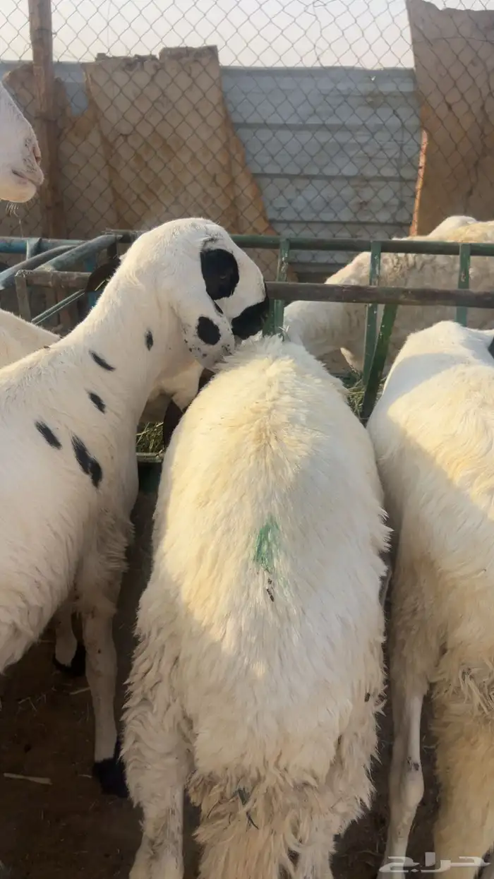 طليان سواكن شعير وبرسيم مرابي 4شهور 1