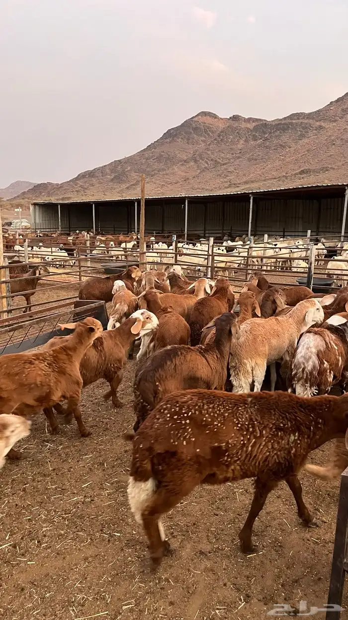 طليان سواكن حمري جادعان مرابى خمس شخور 9