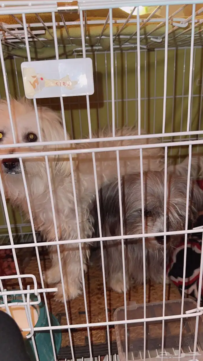 كلاب مالتيز 0