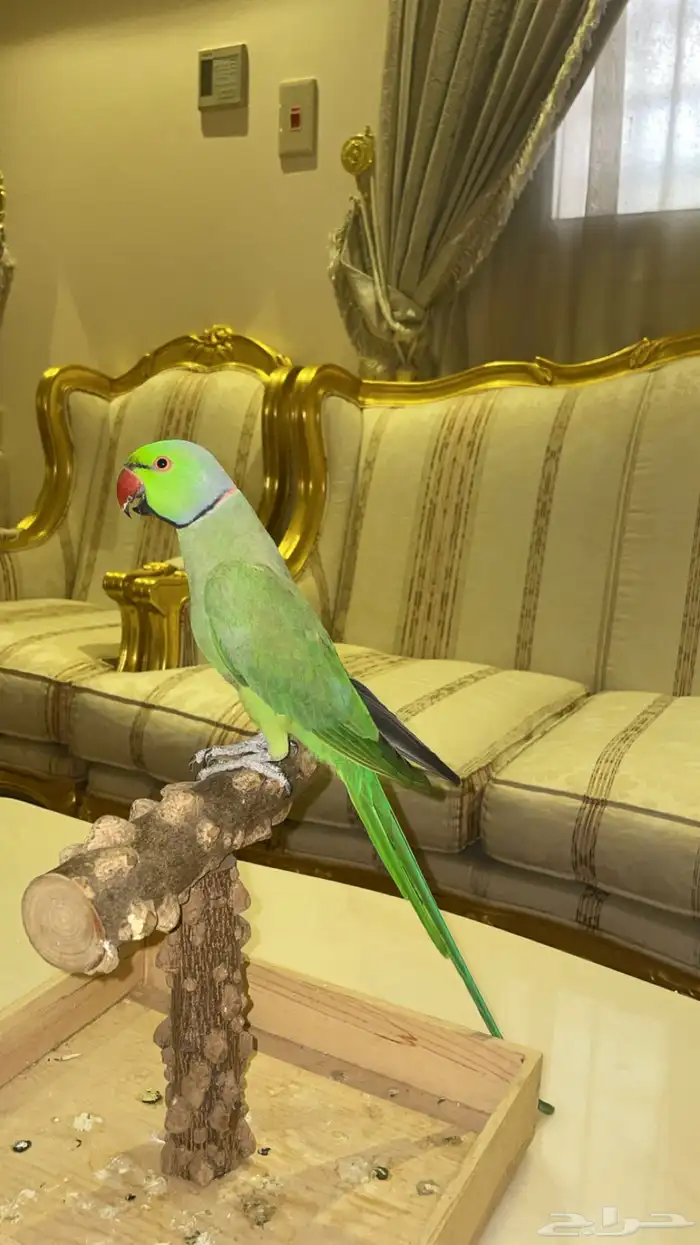 دره ذكر (( اليف جدا حمامه )) تم البيع 0