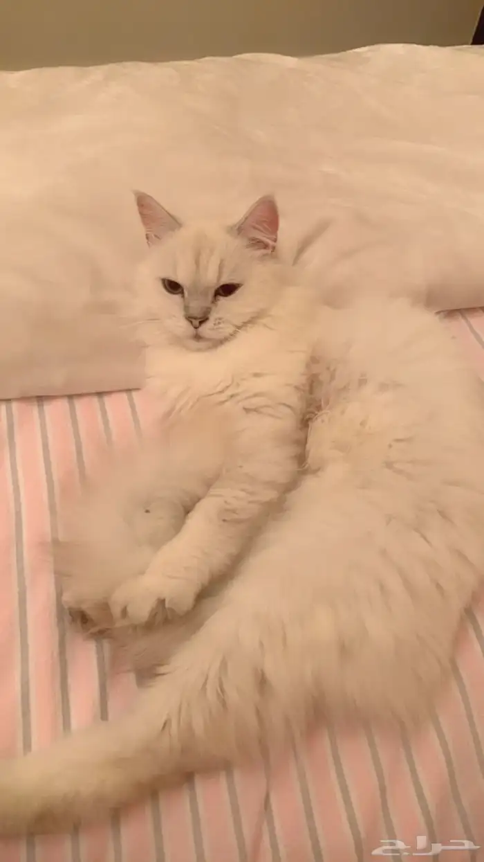 rescued cat for adoption 1