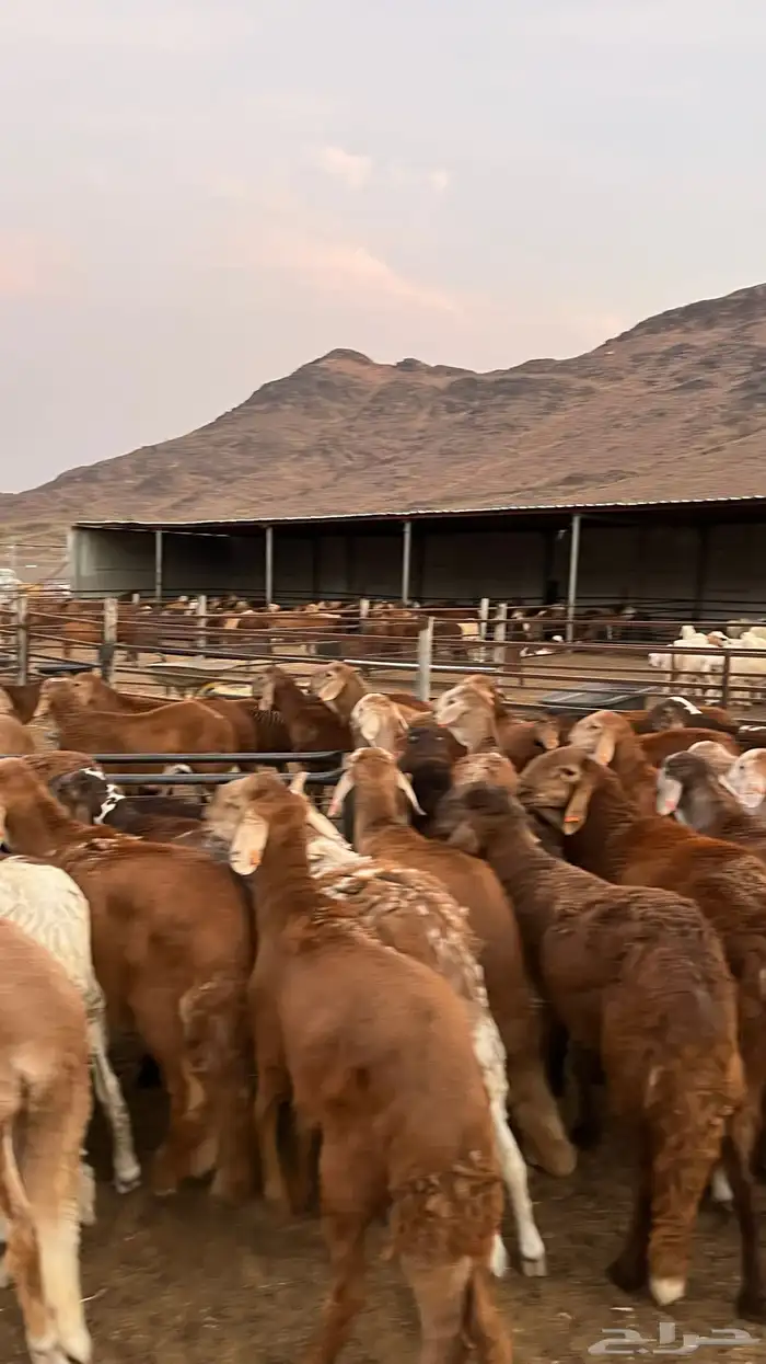 طليان سواكن حمري جادعان مرابى خمس شخور 28