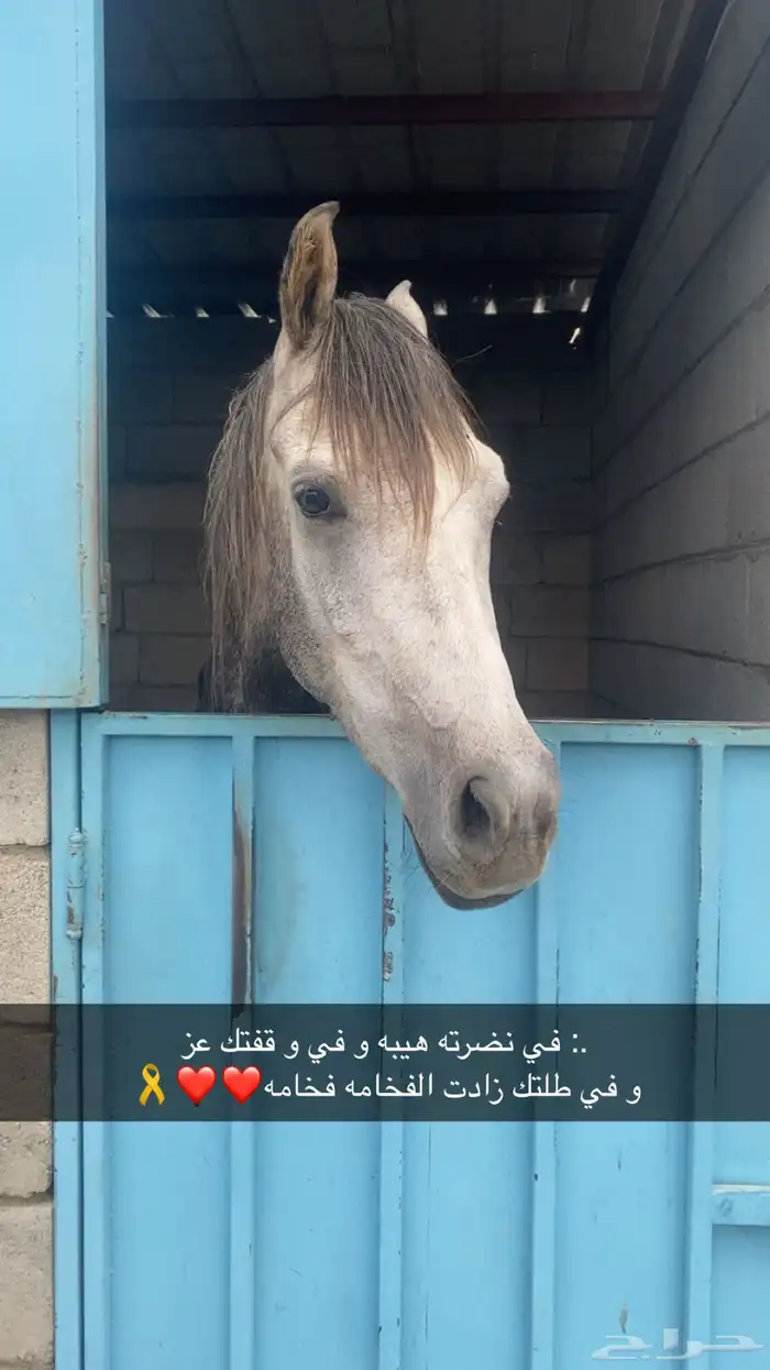 حصان كفو مشروط من كل شي 0