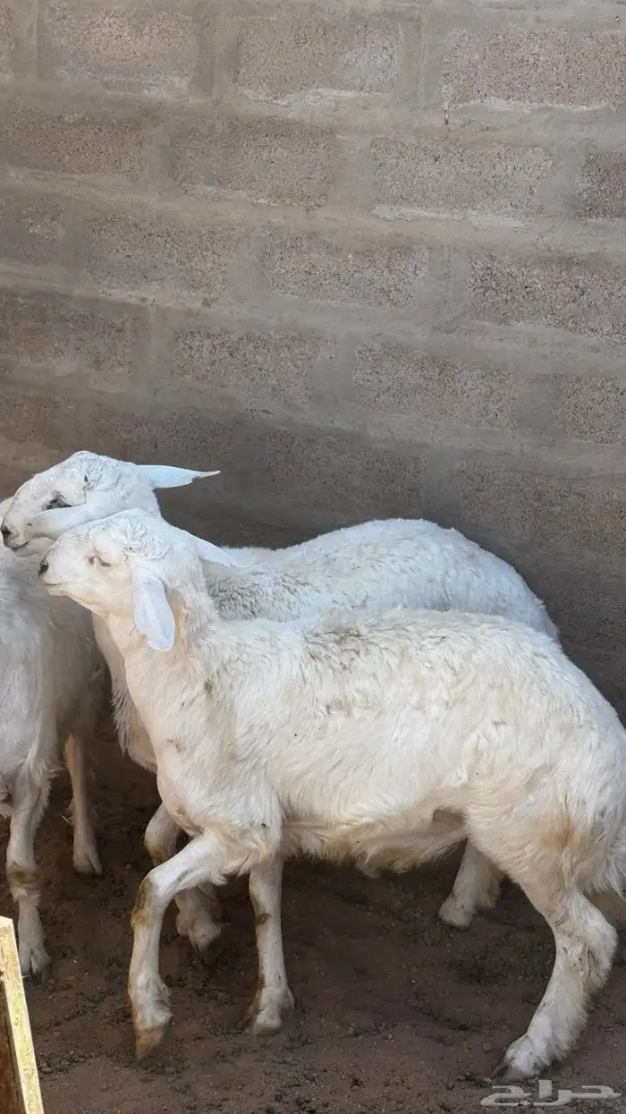 حري خرفان 3