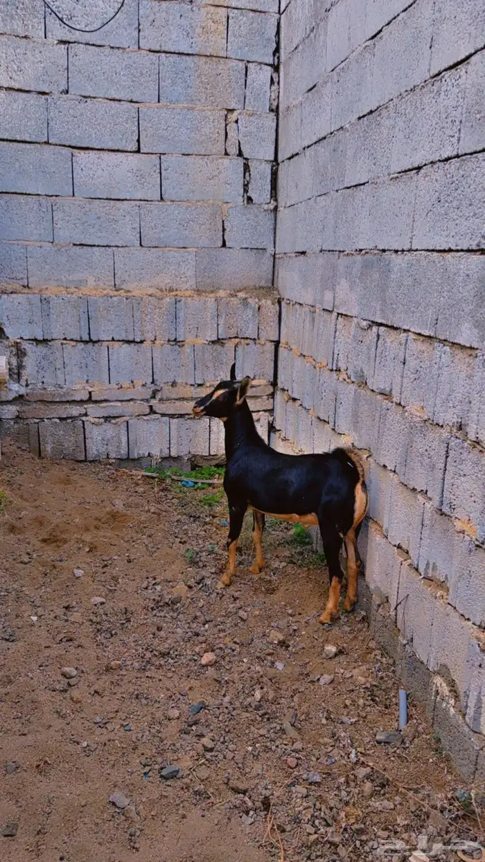 مكه 1