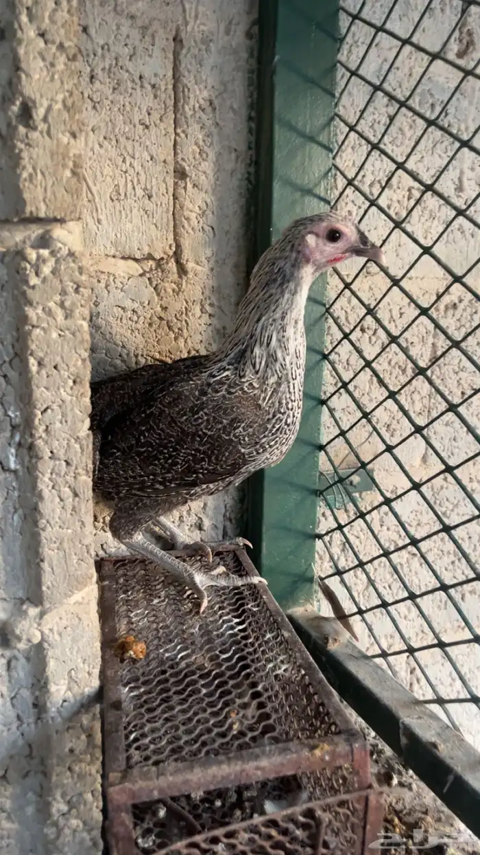 دجاج 1