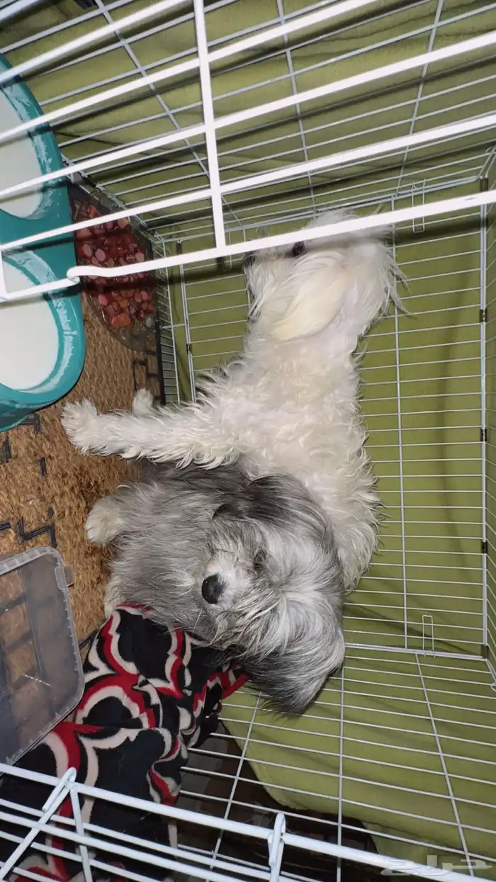 كلاب مالتيز 1