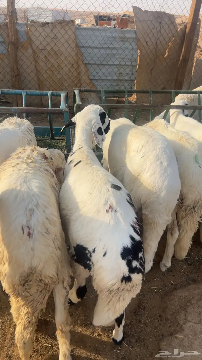طليان سواكن شعير وبرسيم مرابي 4شهور 2