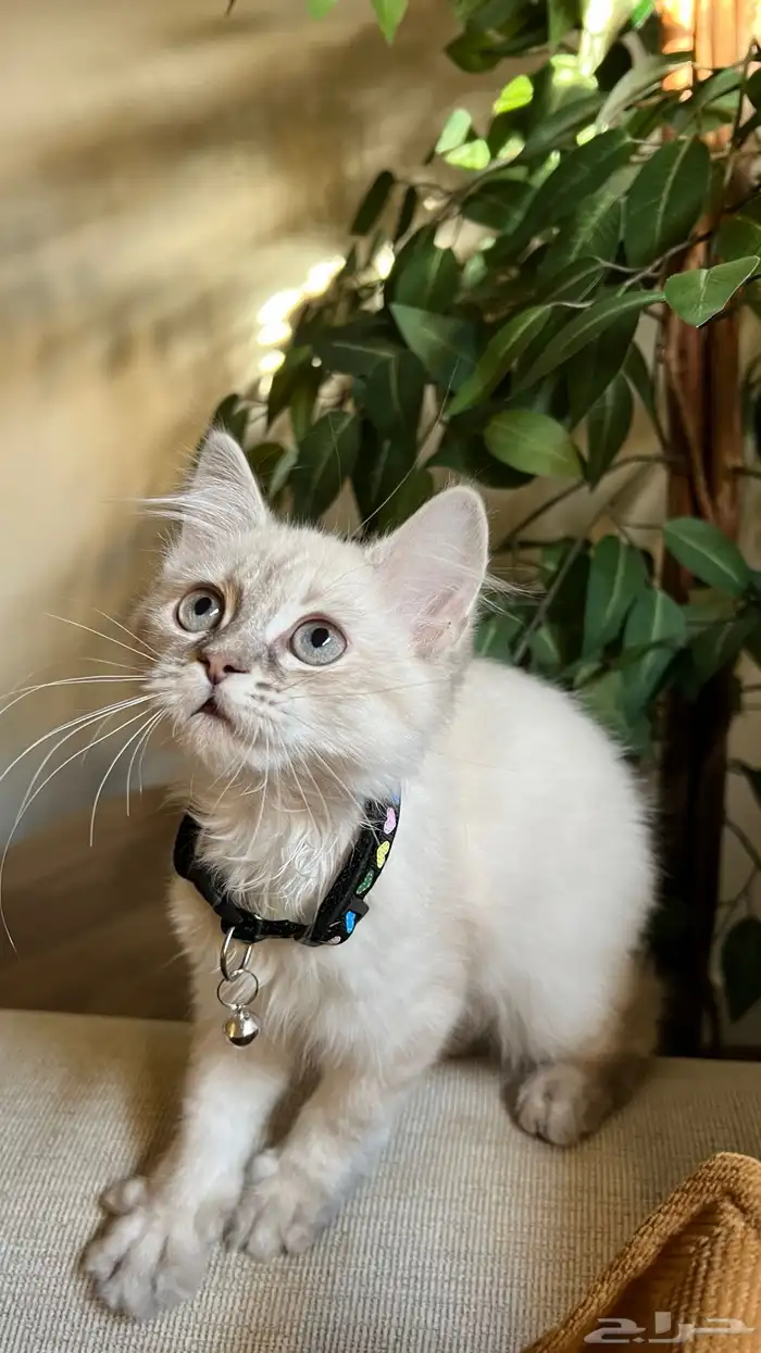 قطه هملايا للبيع 1