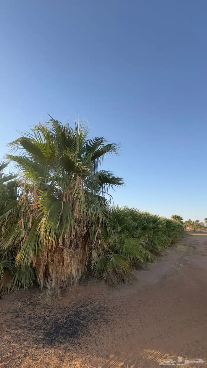 نخل امريكي للزينه صغير وكبير 2