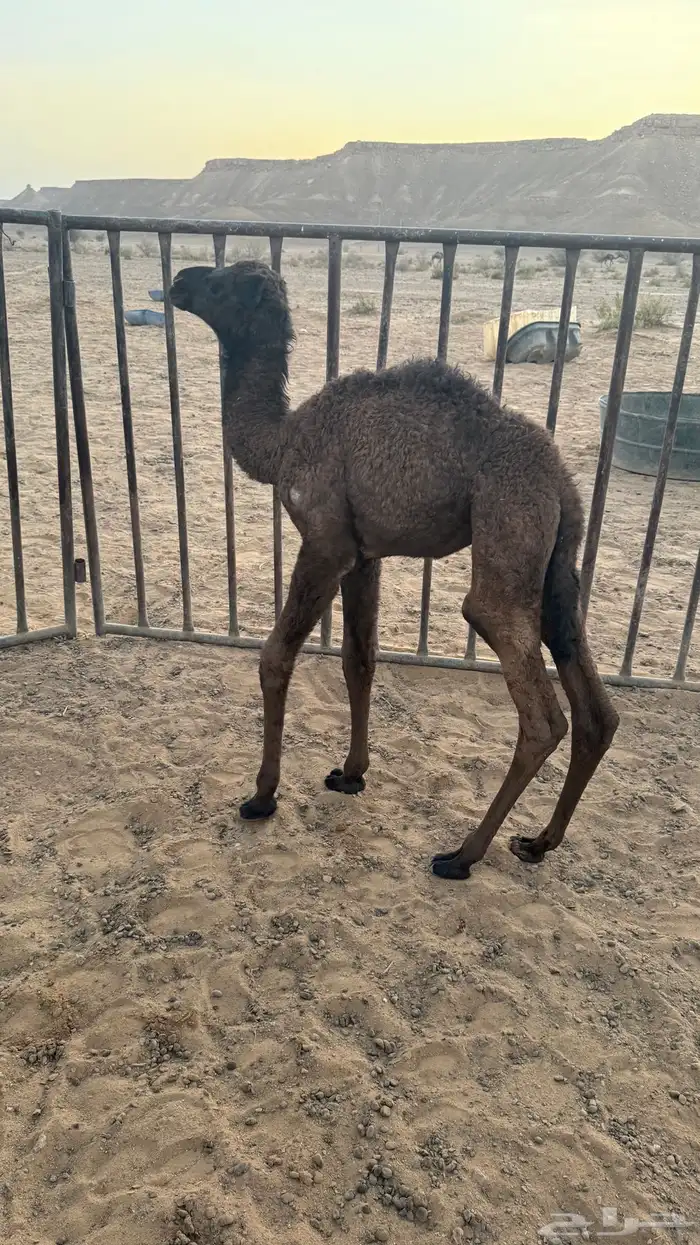 حواره ضيار 3