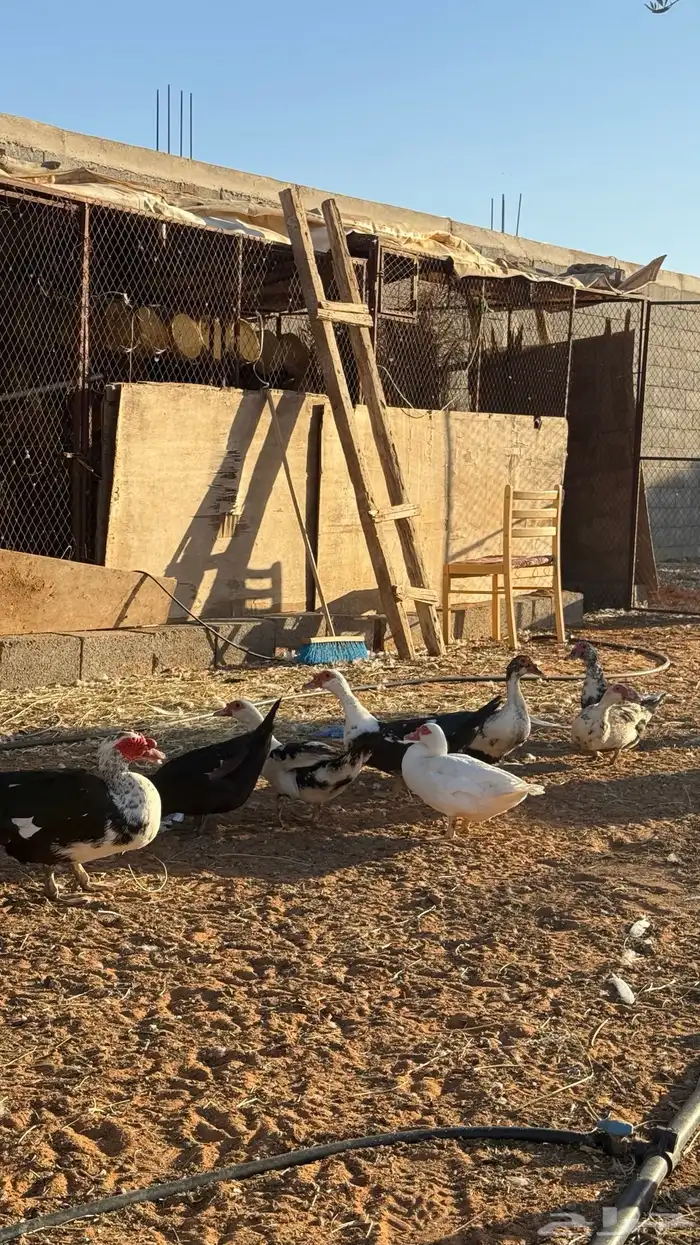 للبيع بط مصري منتج 3