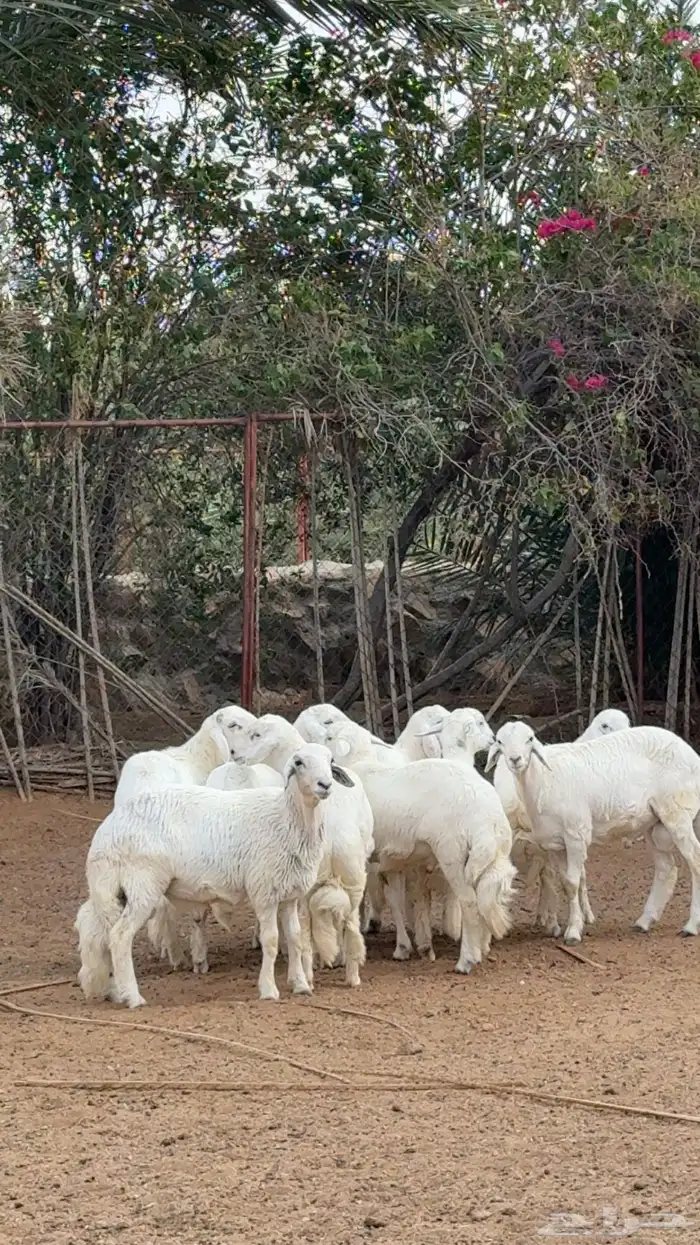 طليان للبيع جبره 2