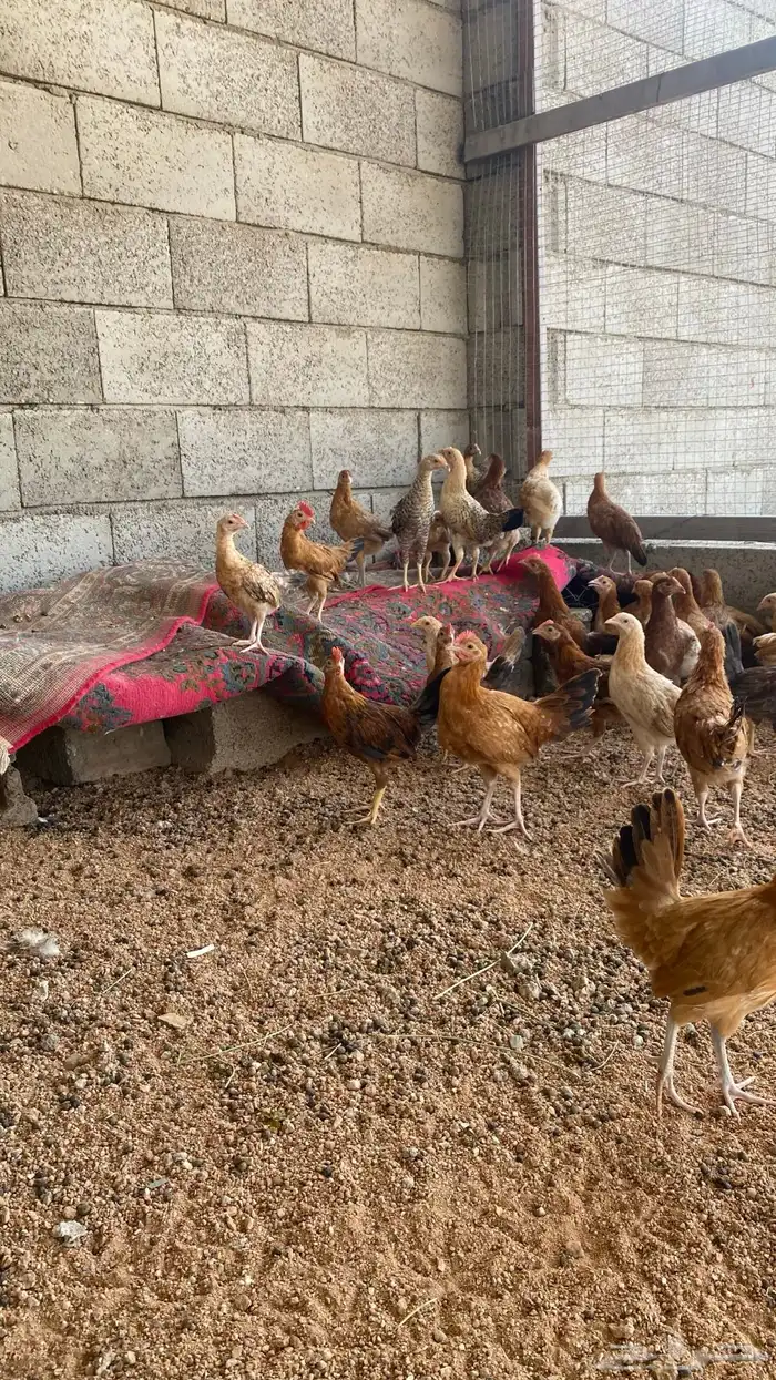دجاج 2